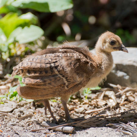 Portrait of a common turkey (Meleagris gallopavo) chicklet in natural environementの写真素材