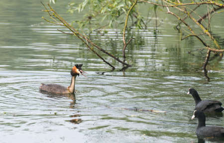 Family of great crested grebes, seen in spring 2016 at a sea (hoehenfelder sea) near cologne,...