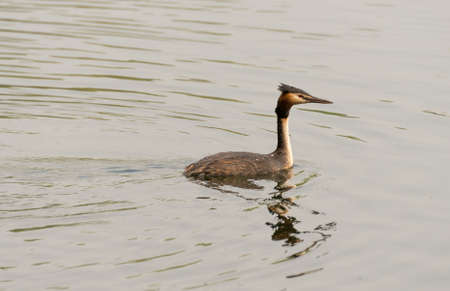 Family of great crested grebes, seen in spring 2016 at a sea (hoehenfelder sea) near cologne, germany.の写真素材