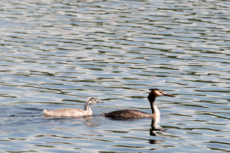 Family of great crested grebes, seen in spring 2016 at a sea (hoehenfelder sea) near cologne, germany.の写真素材