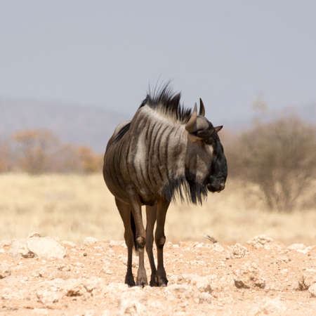 Blue Wildebeest, seen at safari tour through namibia, southern africa.