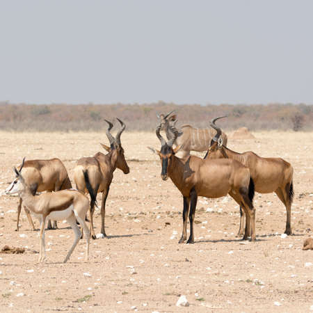 Group of Red hardebeest and other antelopes, seen at safari tour through namibia, southern africa.の写真素材
