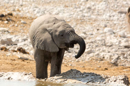 Thirsty calf of african elephant at a waterholeの写真素材