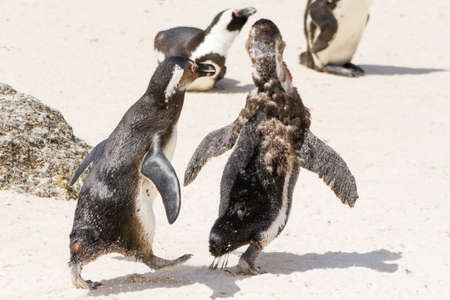 Two young jackass penguins playing wild, seen at coastal region in south africa, africaの写真素材