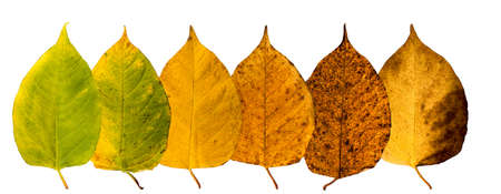 Six pieces of leave in different states of withering isolated on white background, building a row