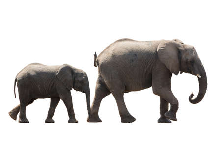 African desert Elephant Family cow and Younger isolated on white background, seen and shot in namibia, africa.の写真素材