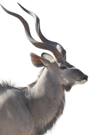 head portrait of an african male kudu isolated on white background. seen and shot in namibia, africaの写真素材