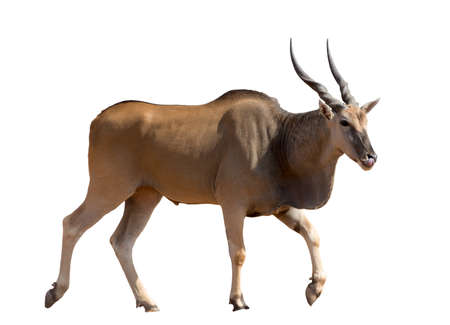 full body portrait of a standing eland, isolated on white background. seen and shot in namibia, africa.の写真素材