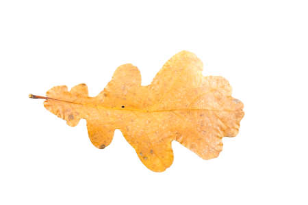 oak tree leaves in different states of withering isolated on white backgroundの写真素材