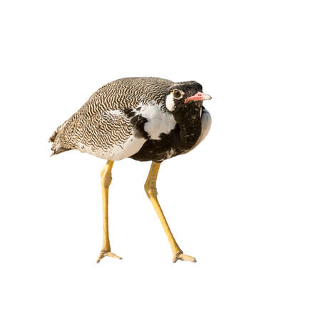 Northern Black Korhaan in Etosha National Park, Namibia, Africa.の写真素材