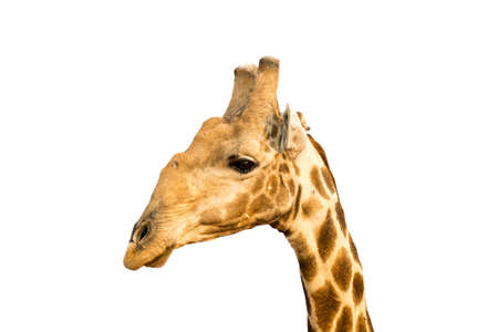 Picture of a giraffe head isolated on white background, seen and shot in namibia, africa.の写真素材