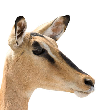 Portrait of Head of Blackfaced Impala isolated on white background. Seen and shot in namibia, africa.の写真素材
