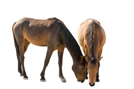 portrait of two a wild horses isolated on white background. Seen and shot in garub desert, namibia, africa.の写真素材