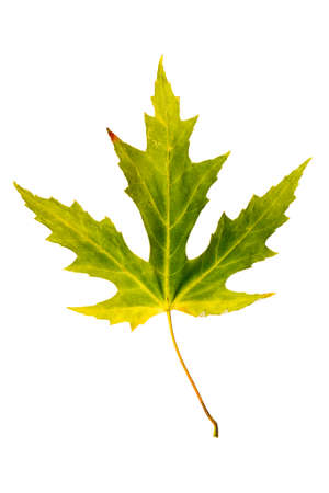 Closeup Photograph of autumnal withering maple tree or acer tree Leaf isolated on white background in high resolutionの写真素材
