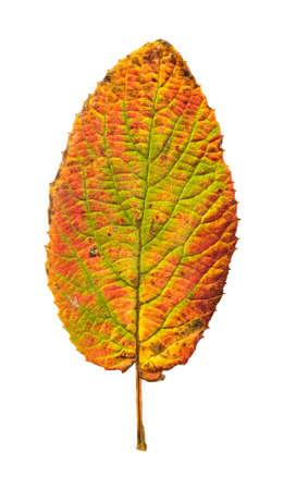 Close-up Photograph of a withering autumnal leaves isolated on white background in high resolution