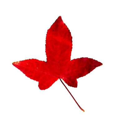 Closeup Photograph of autumnal withering maple tree or acer tree Leaf isolated on white background in high resolutionの写真素材