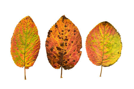 Close-up Photograph of a withering autumnal leaves isolated on white background in high resolution
