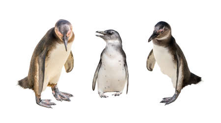 Set of three pinguin portraits isolated on white background, seen at namibia, africaの写真素材