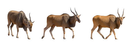 Set of 3 Eland isolated on white background, seen at namibia, africa.の写真素材