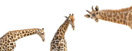 Set of three photos of upper half giraffe body isolated on white background, seen at namibia, africaの写真素材