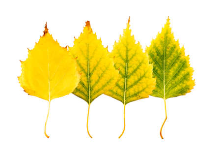 Close-up Photograph of front and backside of withering autumnal birch tree leaves isolated on white background in high resolutionの写真素材