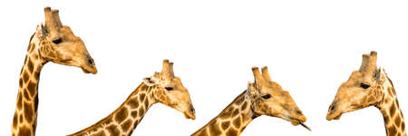 Set of four photos of funny giraffe heads isolated on white background, seen at namibia, africaの写真素材