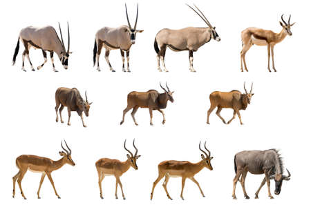 Set of 11 Antelopes isolated on white background. Seen at namibia, africa.の写真素材