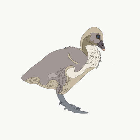 Portrait of a graylag goose chicken, hand drawn vector illustration isolated on white backgroundのイラスト素材
