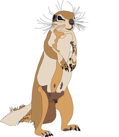 Portrait of a ground squirrel, hand drawn vector illustration isolated on white backgroundのイラスト素材