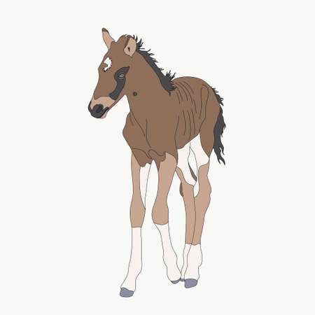 Portrait of a namib desert wild horse kitten, hand drawn vector illustration isolated on white backgroundのイラスト素材