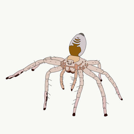 Portrait of a small desert spider, hand drawn vector illustration isolated on white background