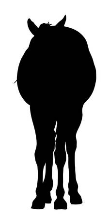 Silhouette of a garub desert wild horse - digitally hand drawn vector illustrationのイラスト素材