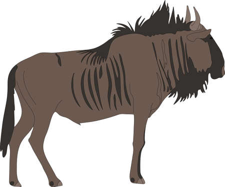 Portrait of a common wildebeest, standing, viewn from side, hand drawn vector illustration isolated on white backgroundのイラスト素材