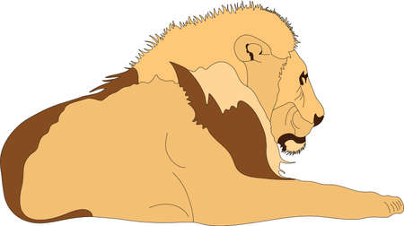 Portrait of a lying male lion, hand drawn vector illustration isolated on white backgroundのイラスト素材