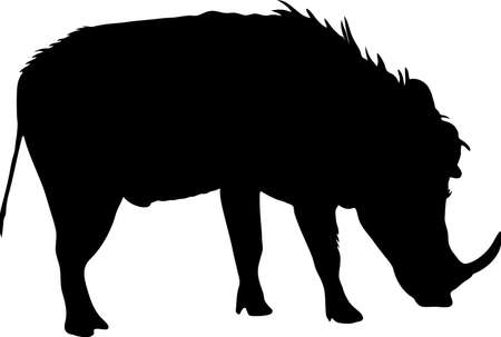 Silhouette of a funny moving standing warthog, hand drawn vector illustration isolated on white backgroundのイラスト素材