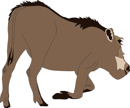 Hand drawn portrait of a wild  warthog - colored vector Illustration isolated on white backgroundのイラスト素材