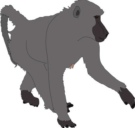 Hand drawn portrait of a wild  baboon - colored vector Illustration isolated on white backgroundのイラスト素材