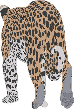 Hand drawn portrait of a wild cheetah - colored vector Illustration isolated on white backgroundのイラスト素材