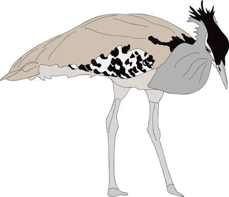 Portrait Of A Wild Kori Bustard Colored Hand Drawn Vector Illustration Isolated On White Background Tasmeemme Com