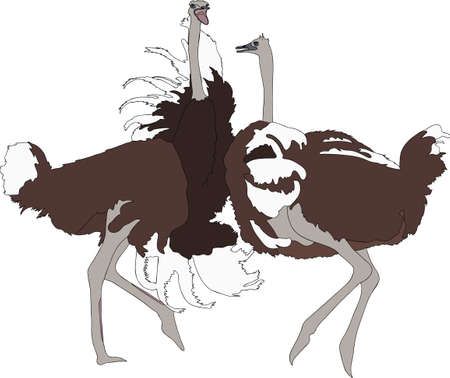 Portrait of two fighting ostriches - colored hand drawn vector Illustration isolated on white backgroundのイラスト素材