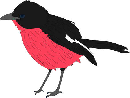 Portrait of a crimson breasted shrike - colored hand drawn vector Illustration isolated on white backgroundのイラスト素材
