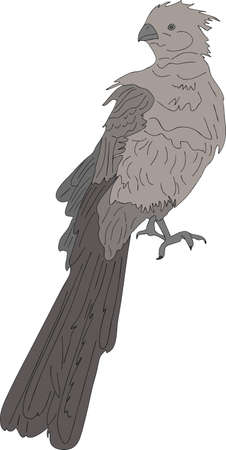 Portrait of a wild bare-faced go-away bird - colored hand drawn vector Illustration isolated on white backgroundのイラスト素材