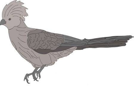 Portrait of a wild bare-faced go-away bird - colored hand drawn vector Illustration isolated on white backgroundのイラスト素材