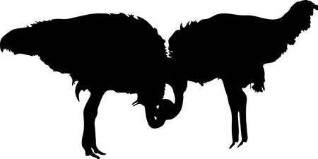 Silhouette of two Peaceful Ostriches - digitally hand drawn vector silhouette, black isolated on white backgroundのイラスト素材