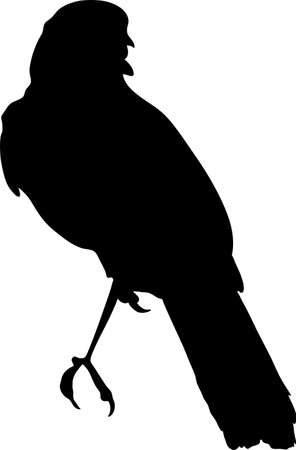 Silhouette of a crimson breasted shrike - digitally hand drawn vector silhouette, black isolated on white backgroundのイラスト素材