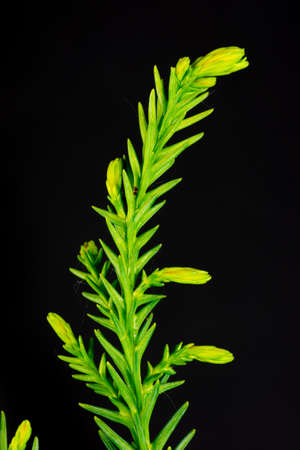 close-up of a branch of a well structured conifer, isolated in front of a dark background