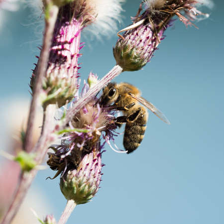 Close-up portrait of a bee at pollination flowering plants, seen at cologne, germany