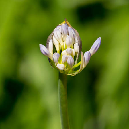 Close-up portrait of an opening blue lily - summer flower seen in germany