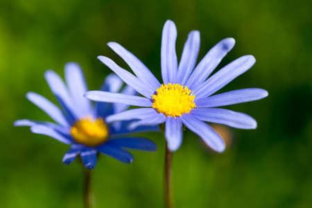 Close-up portrait of a blossoming blue flower - summer flower seen in germanyの写真素材