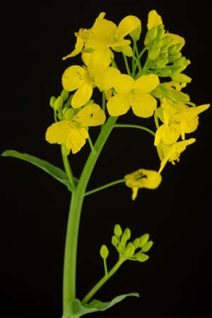 Close-up Portrait of a blossoming rapeseed - isolated in front of a black background